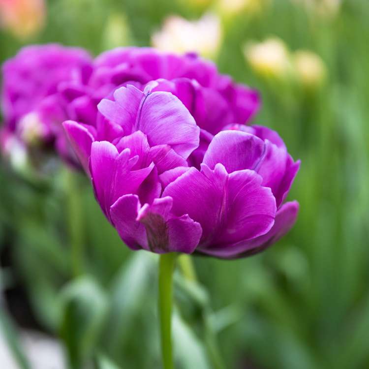 Tulpan 'Double Negrita'